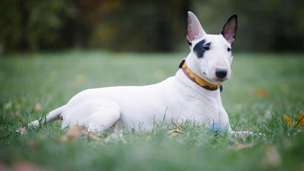 bull terrier