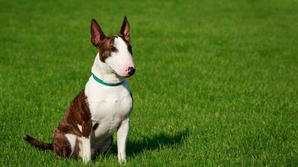 bull terrier
