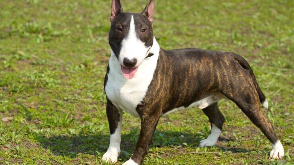 bull terrier