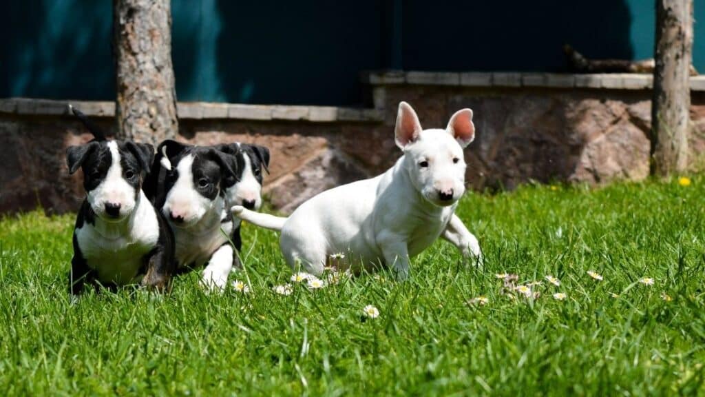 bull terrier