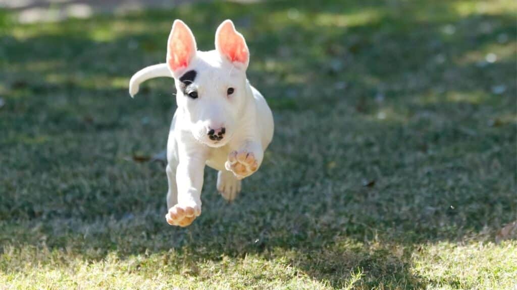 bull terrier