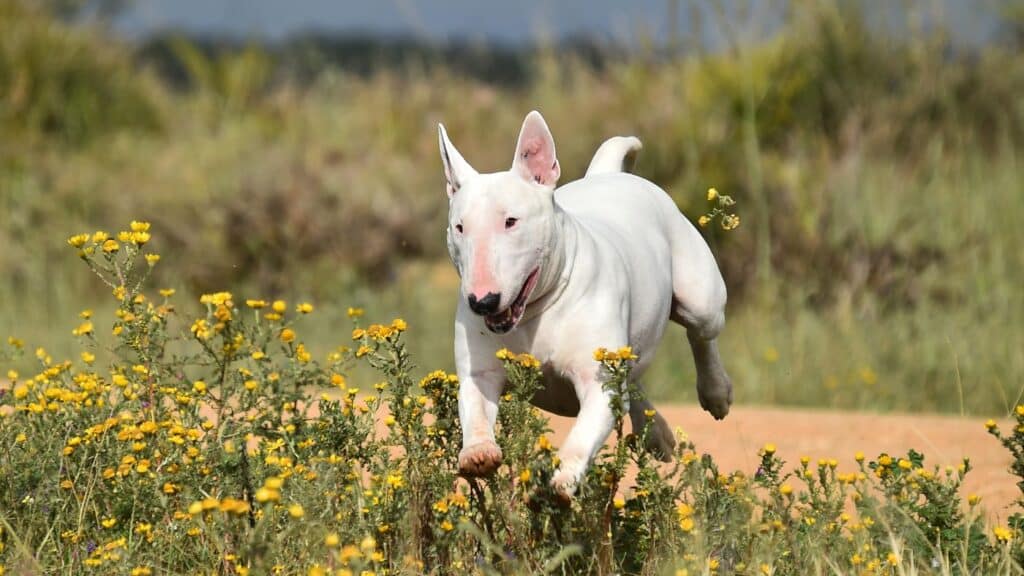 bull terrier