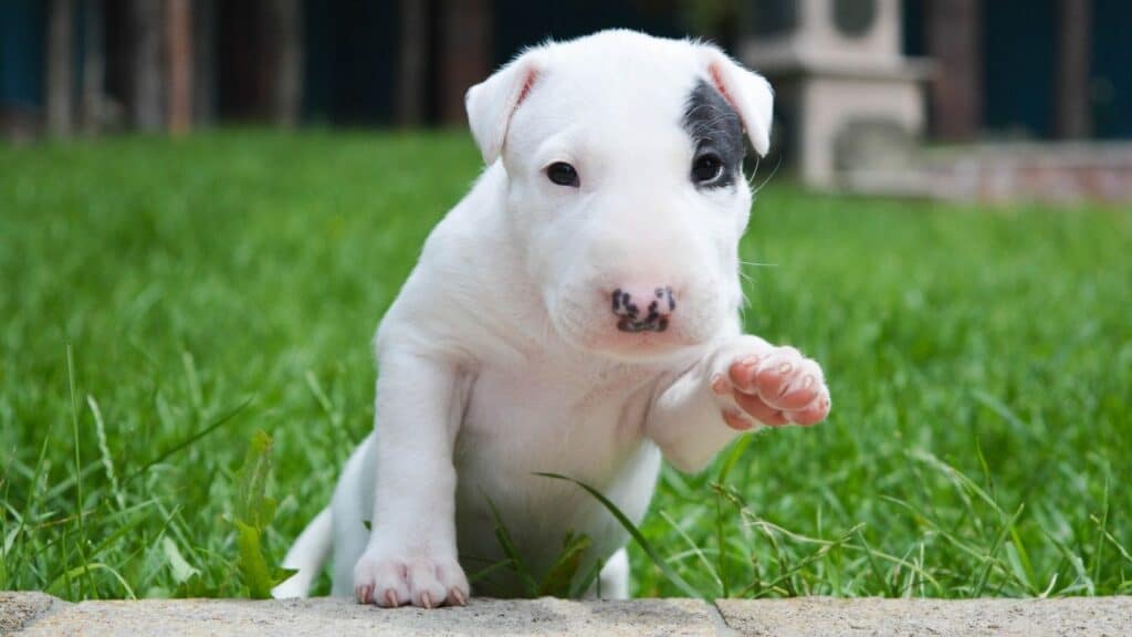 bull terrier