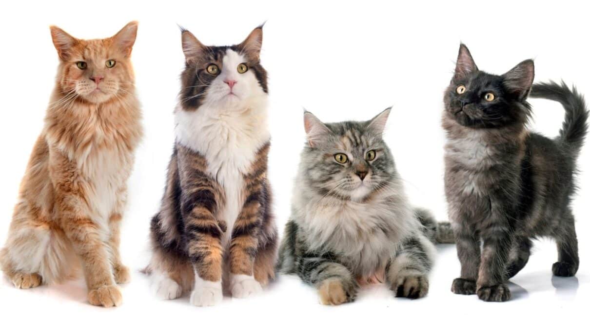 En Güzel Kedi İsimleri Nelerdir?