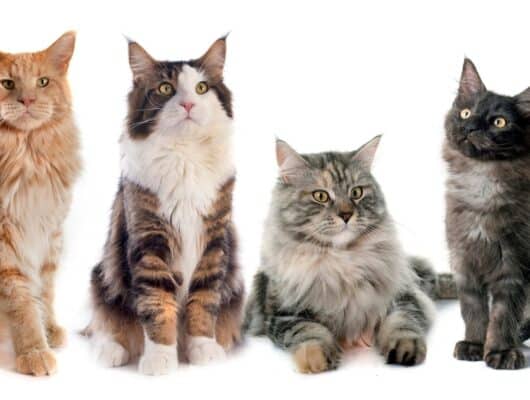 En Güzel Kedi İsimleri Nelerdir?