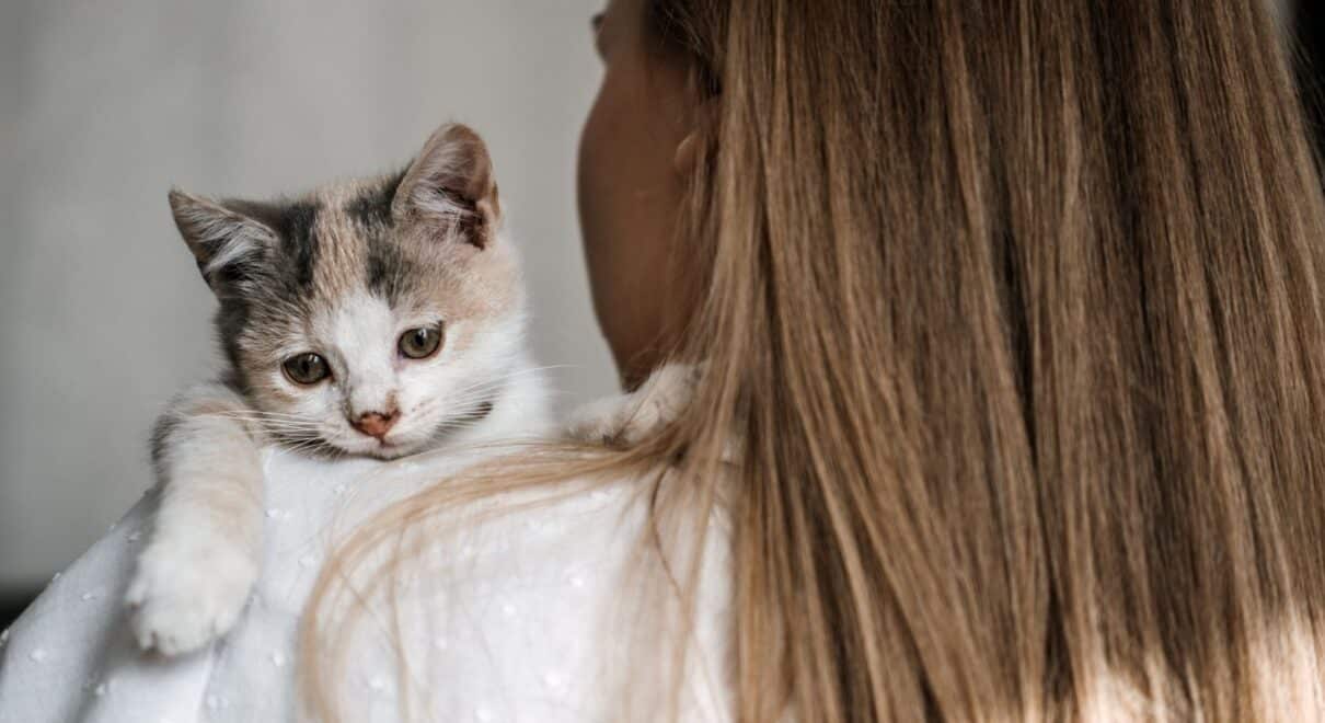 kedi sahiplenme