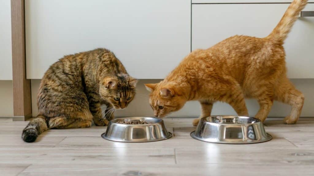 kedi sahiplenme