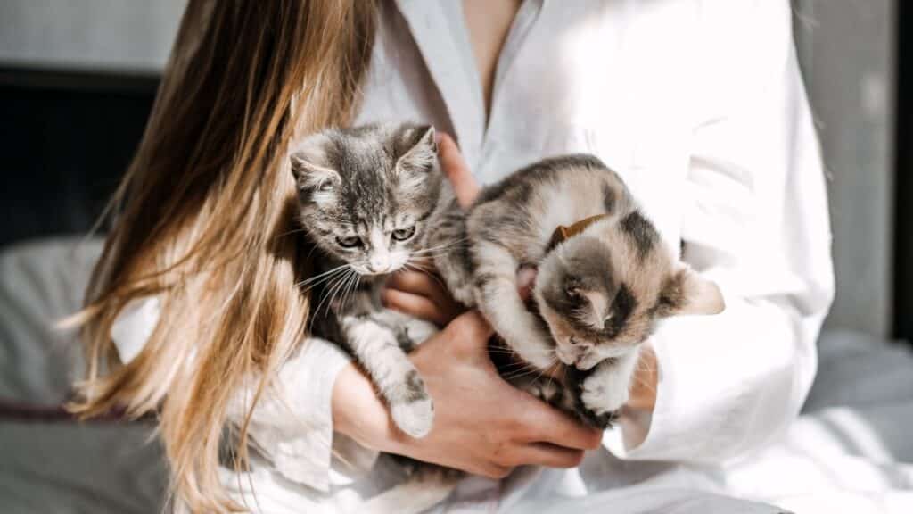 kedi sahiplenme