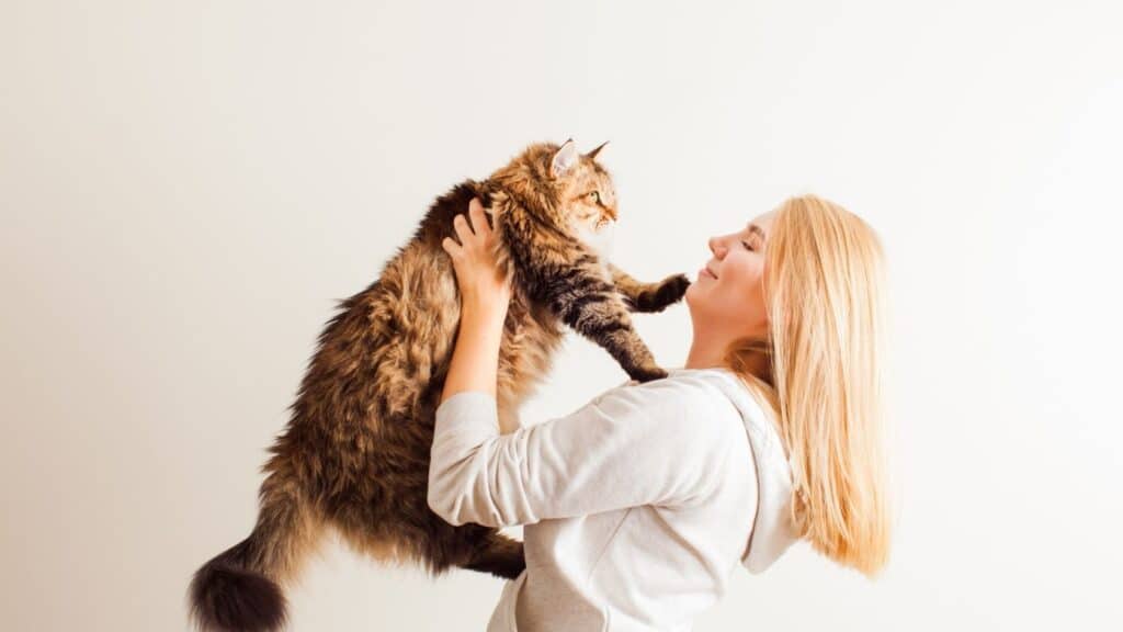 kedi sahiplenme
