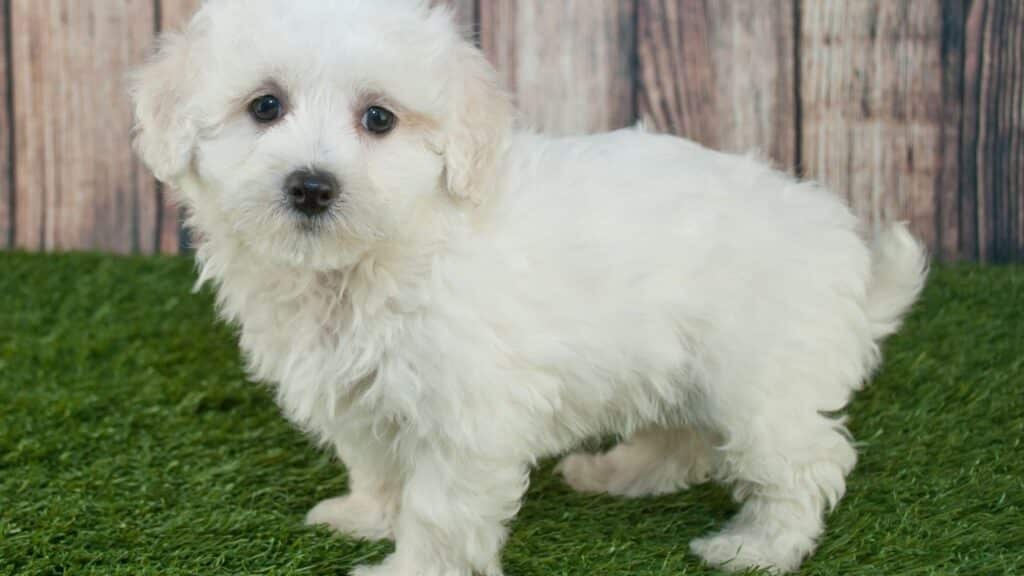 Maltipoo Köpeği Özellikleri, Bakımı ve Sahiplenme Rehberi