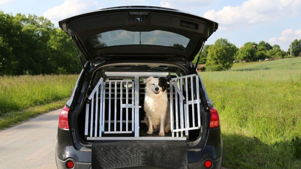 Pet taksi