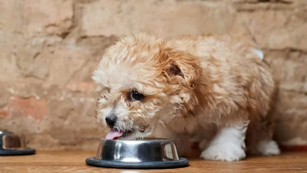 Maltipoo Köpeği Özellikleri, Bakımı ve Sahiplenme Rehberi