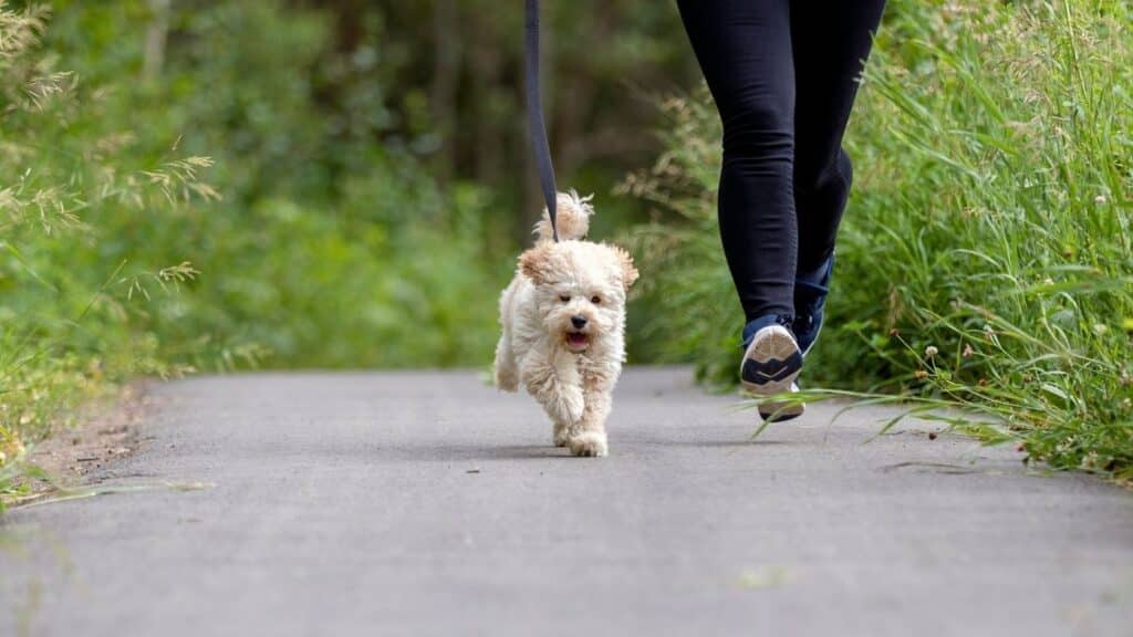 Maltipoo Köpeği Özellikleri, Bakımı ve Sahiplenme Rehberi