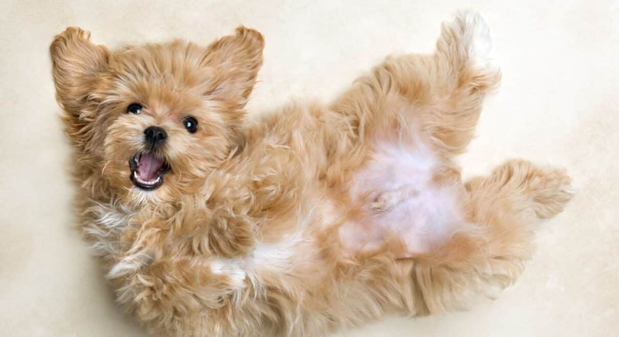 Maltipoo Köpeği Özellikleri, Bakımı ve Sahiplenme Rehberi