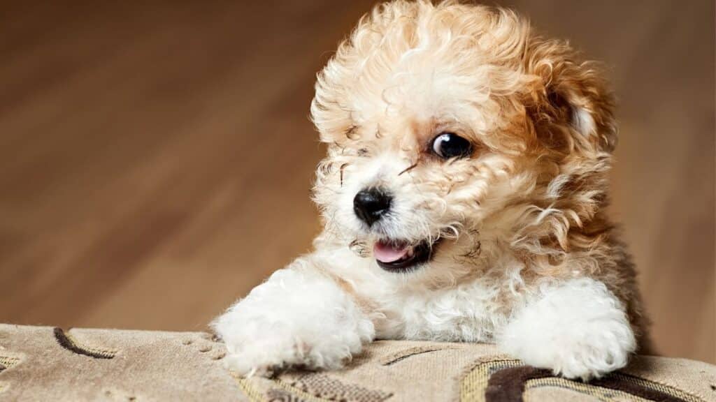 Maltipoo Köpeği Özellikleri, Bakımı ve Sahiplenme Rehberi