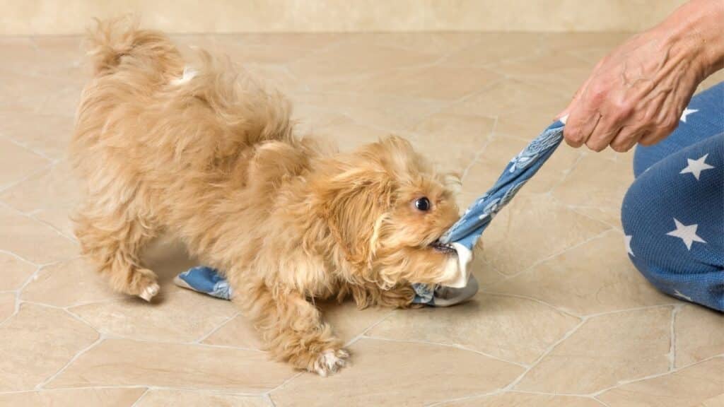 Maltipoo Köpeği Özellikleri, Bakımı ve Sahiplenme Rehberi