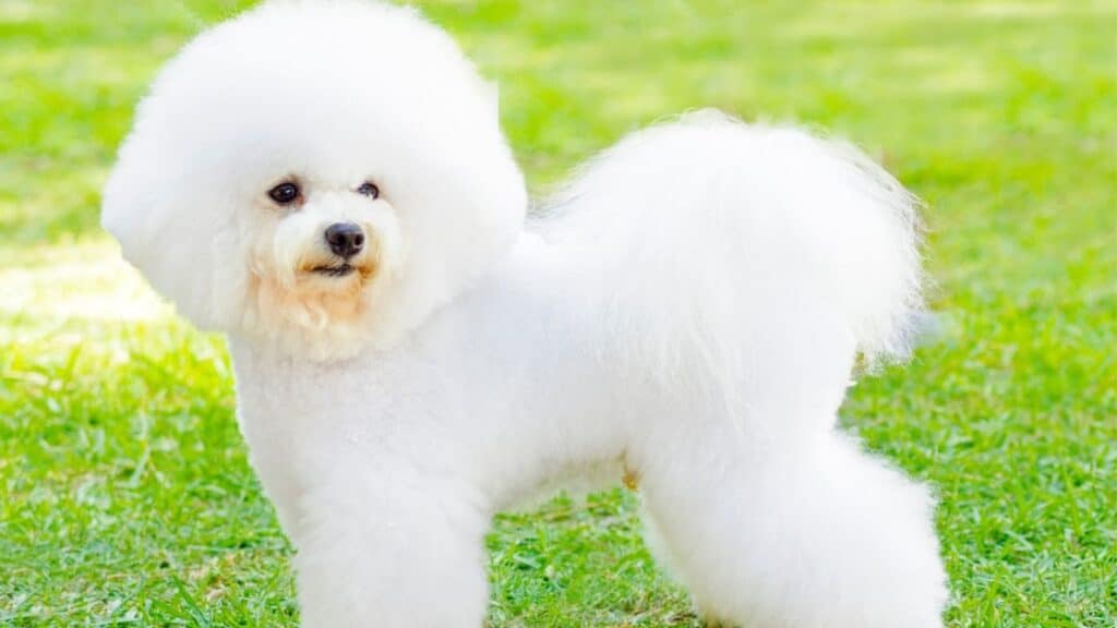 Büyümeyen Köpek