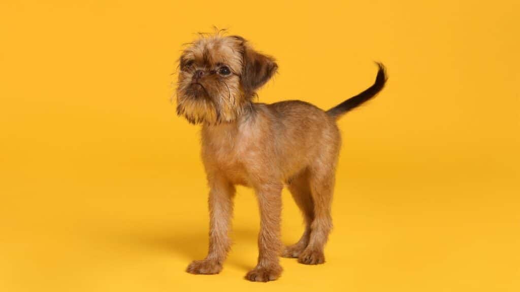 Büyümeyen Köpek