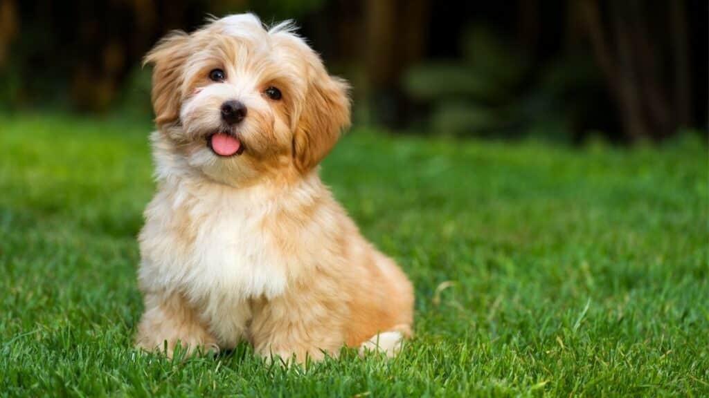 Büyümeyen Köpek