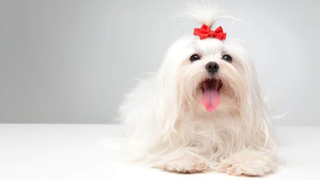 Büyümeyen Köpek
