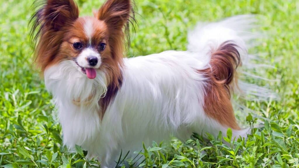 Büyümeyen Köpek