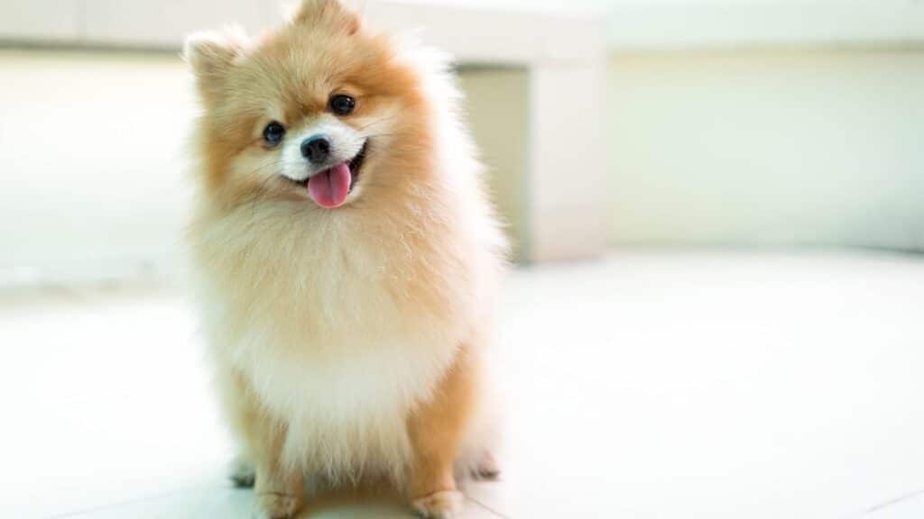 Büyümeyen Köpek