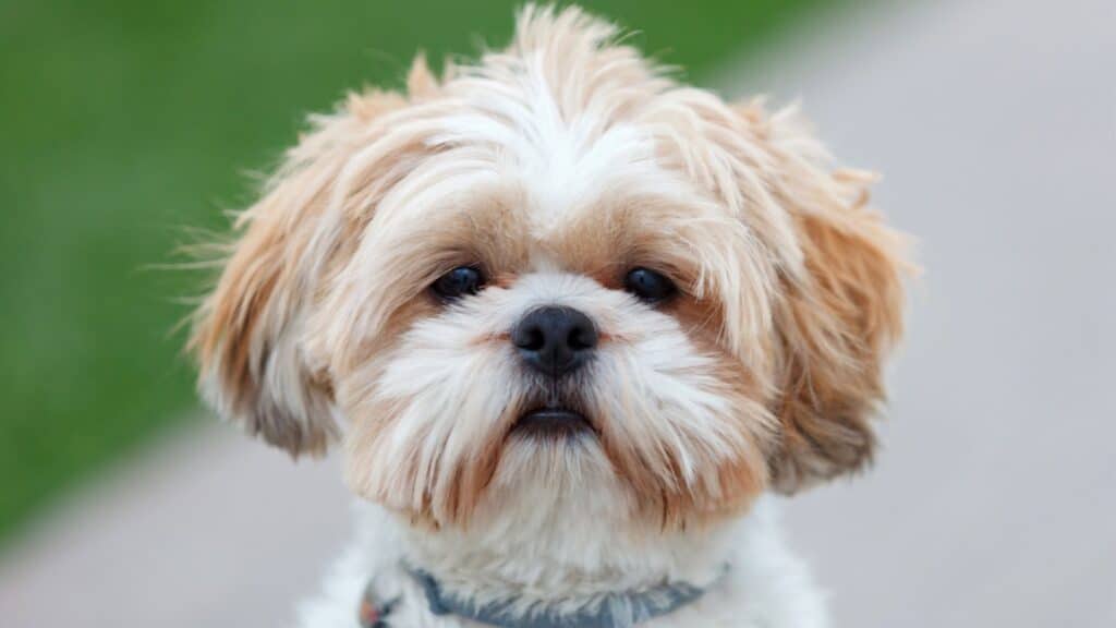Büyümeyen Köpek