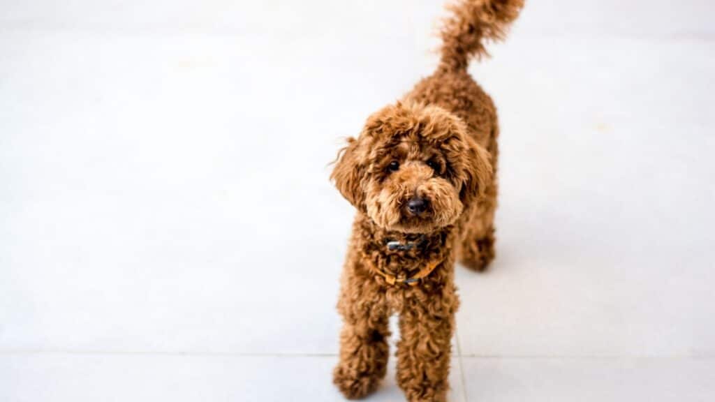 Büyümeyen Köpek