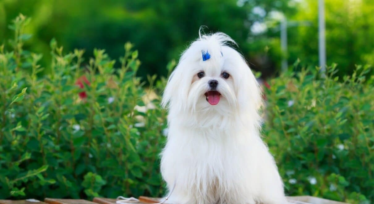 Büyümeyen Köpek